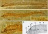 Earliest-known lamprey larva fossils unearthed in Inner Mongolia