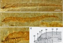 Earliest-known lamprey larva fossils unearthed in Inner Mongolia