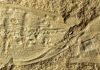 Ancient fossils of bizarre figure-eight water creatures confirmed among our strangest distant cousins