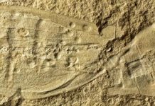 Ancient fossils of bizarre figure-eight water creatures confirmed among our strangest distant cousins