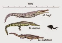 Prehistoric crocodiles’ evolution mirrored in living species