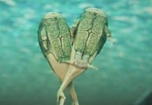 Flinders scientist discovers origins of sex