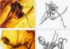 Secrets of dinosaur ecology found in fragile amber