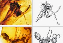 Secrets of dinosaur ecology found in fragile amber