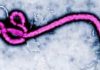 Ebola’s evolutionary roots more ancient than previously thought