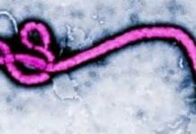 Ebola’s evolutionary roots more ancient than previously thought