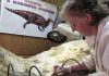 Dakota the duckbilled dinosaur, aged 67 million, finds a home in Bismarck