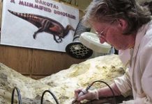 Dakota the duckbilled dinosaur, aged 67 million, finds a home in Bismarck