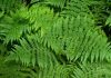 How ferns adapted to one of Earth’s newest and most extreme environments