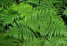 How ferns adapted to one of Earth’s newest and most extreme environments