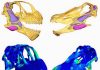 Supersized dinosaurs divided up their dinner