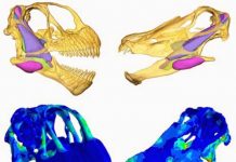 Supersized dinosaurs divided up their dinner