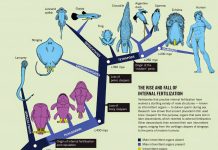 Fossils rewrite history of penetrative sex