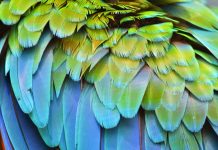 Seeing dinosaur feathers in a new light