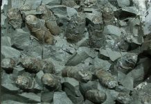 How the shape of eggs can help explain the evolutionary history of birds