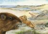 Newly discovered fossil is a clue to early mammalian evolution