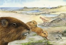 Newly discovered fossil is a clue to early mammalian evolution