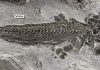 First amphibious ichthyosaur discovered, filling evolutionary gap