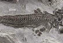 First amphibious ichthyosaur discovered, filling evolutionary gap