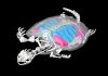 Origin of the unique ventilatory apparatus of turtles