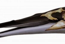 Ancient New Zealand ‘dawn whale’ identified