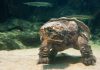 Turtles and dinosaurs: Scientists solve reptile mysteries with landmark study on the evolution of turtles
