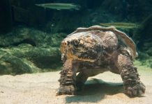 Turtles and dinosaurs: Scientists solve reptile mysteries with landmark study on the evolution of turtles