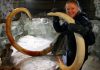 40,000-year-old blood brings mammoth cloning closer