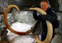 40,000-year-old blood brings mammoth cloning closer