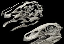 Digital dinosaurs: New research employs high-end technology to restore dinosaur fossil