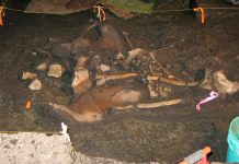 New volume documents the science at the legendary snowmastodon fossil site in Colorado