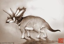New species of dinosaur discovered lying forgotten in a museum