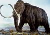 Woolly mammoths and Neanderthals may have shared genetic traits mammoth
