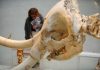 Argentine unearths mastodon in his yard