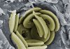Ancient marine algae provides clues of climate change impact on today’s microscopic ocean organisms