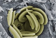 Ancient marine algae provides clues of climate change impact on today’s microscopic ocean organisms