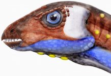 Burrowing dinosaurs to be featured in new exhibit