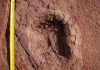 African diamond mine reveals dinosaur and large mammal tracks