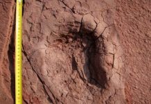 African diamond mine reveals dinosaur and large mammal tracks