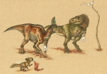 Duck-billed dinosaurs were no sitting ducks, research shows