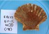 Latrines, sewers show varied ancient Roman diet
