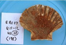 Latrines, sewers show varied ancient Roman diet