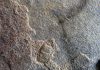 Mid West site turns up diverse flora and fauna fossils