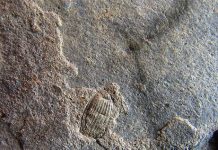 Mid West site turns up diverse flora and fauna fossils