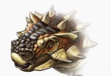 Paleontologists name new armoured dinosaur
