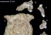 New age of the Lantian Homo erectus cranium extending to about 1.63 million years ago