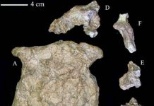 New age of the Lantian Homo erectus cranium extending to about 1.63 million years ago