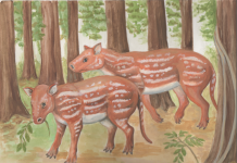 Fossils suggest ancestor of horses and rhinos