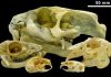 Rabbit-proof hoof: Ungulates suppressed lagomorph evolution