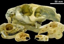 Rabbit-proof hoof: Ungulates suppressed lagomorph evolution